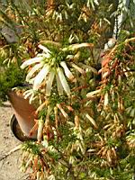 Erica Mammosa (fam. Ericacees) (Parc de la tete d'or) (2) (Photo F. Mrugala)